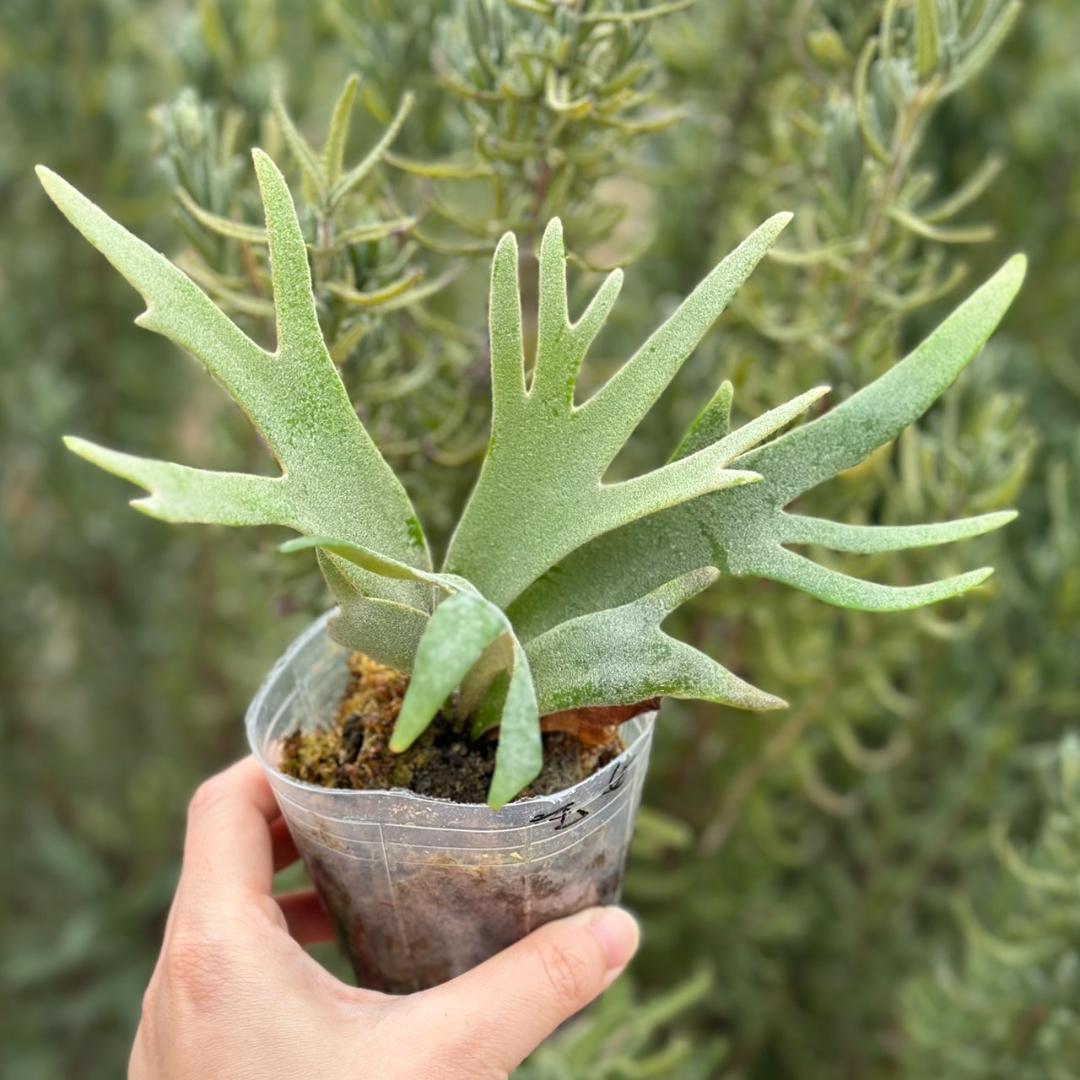 P.willinckii ’Jade Girl’ spore 4901