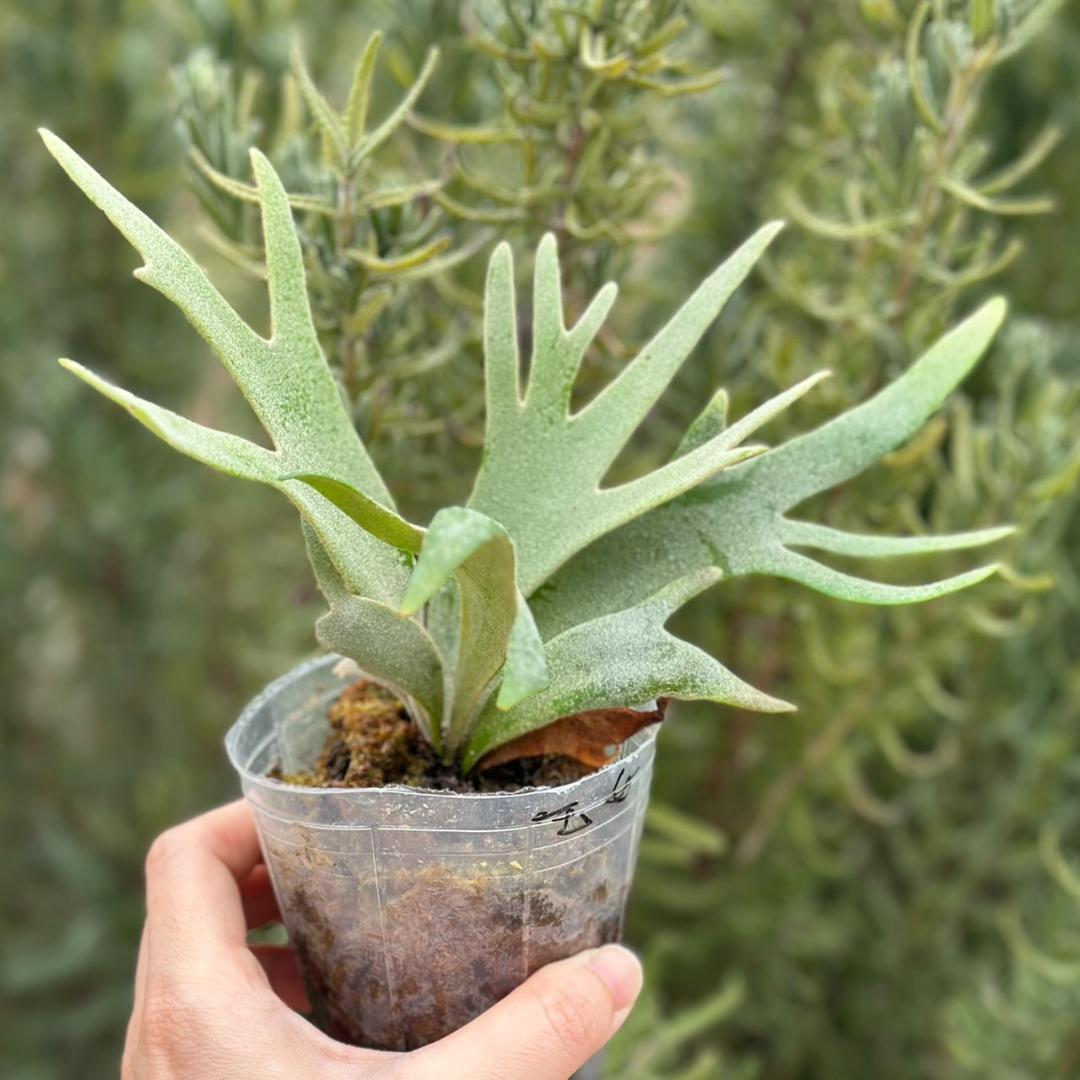 P.willinckii ’Jade Girl’ spore 4901