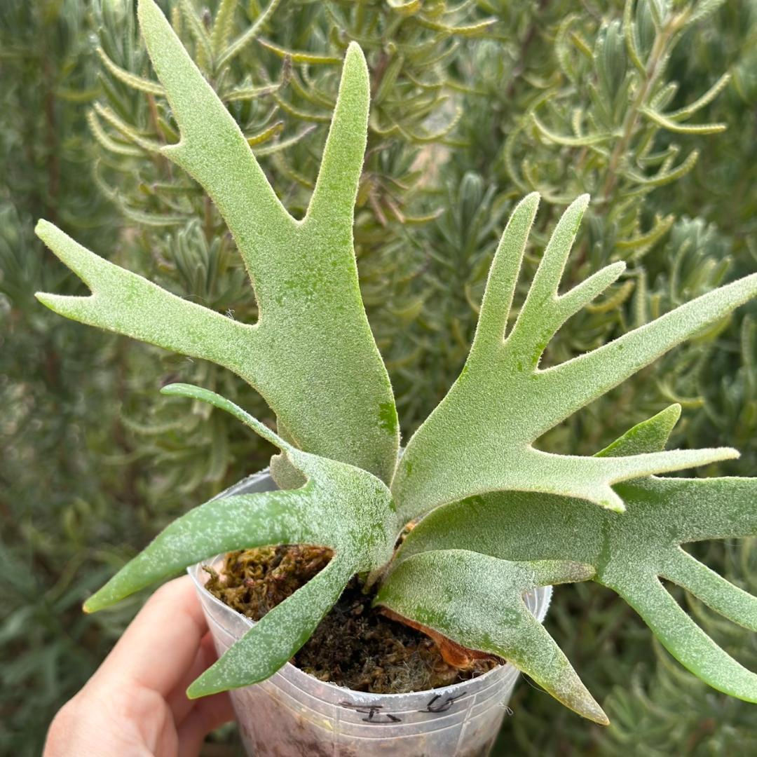 P.willinckii ’Jade Girl’ spore 4901