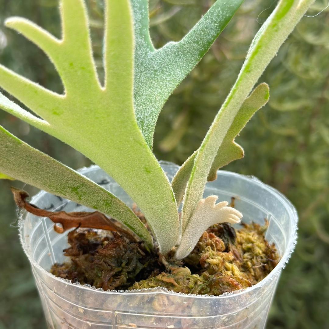 P.willinckii ’Jade Girl’ spore 4901