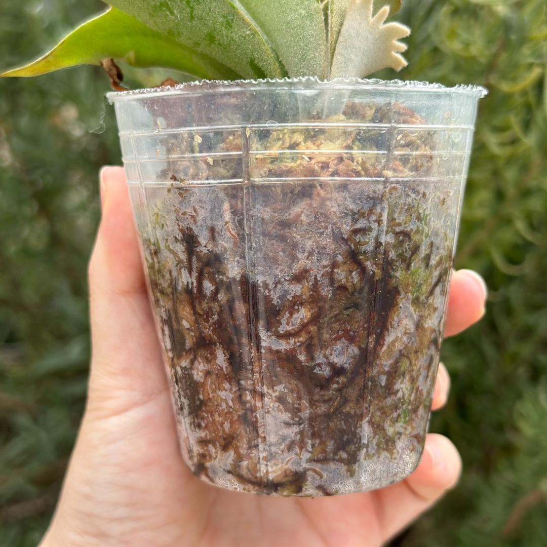 P.willinckii ’Jade Girl’ spore 4901