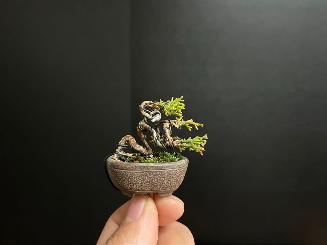 真柏盆栽　糸魚川真柏　極小　豆盆栽　捻転幹　樹高3.5cm ミニミニ盆栽