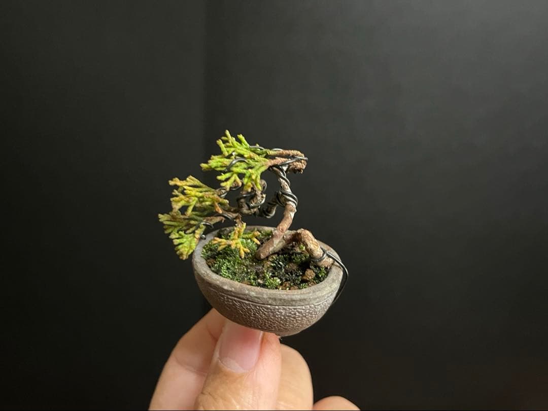 真柏盆栽　糸魚川真柏　極小　豆盆栽　捻転幹　樹高3.5cm ミニミニ盆栽