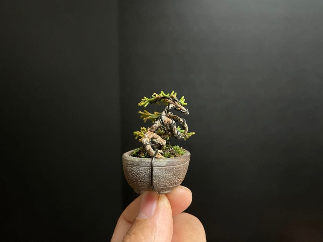 真柏盆栽　糸魚川真柏　極小　豆盆栽　捻転幹　樹高3.5cm ミニミニ盆栽