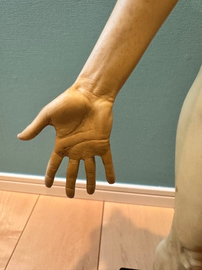 AnatomyTools　Female 1:3 Flesh 人体模型 アナトミー