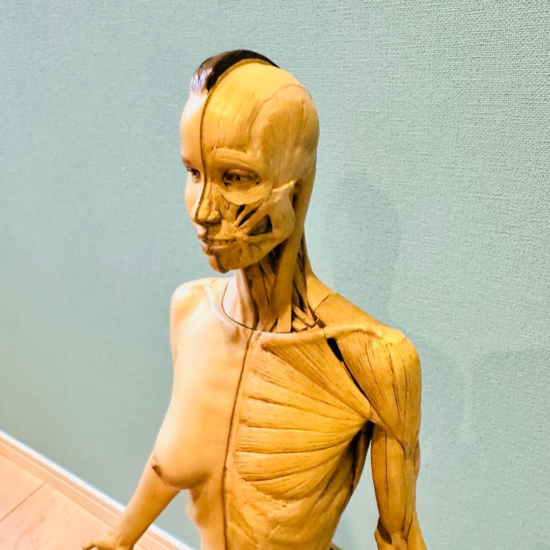 AnatomyTools　Female 1:3 Flesh 人体模型 アナトミー