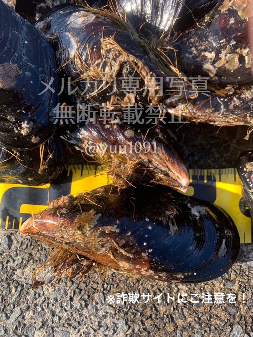 ★希少★ 活き石鯛餌 瀬戸貝 かぶせ釣り カラス貝 セトガイ 30個送料込み