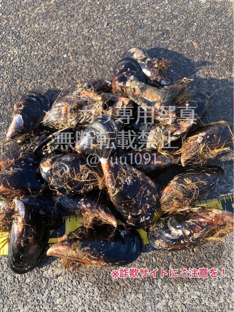 ★希少★ 活き石鯛餌 瀬戸貝 かぶせ釣り カラス貝 セトガイ 30個送料込み
