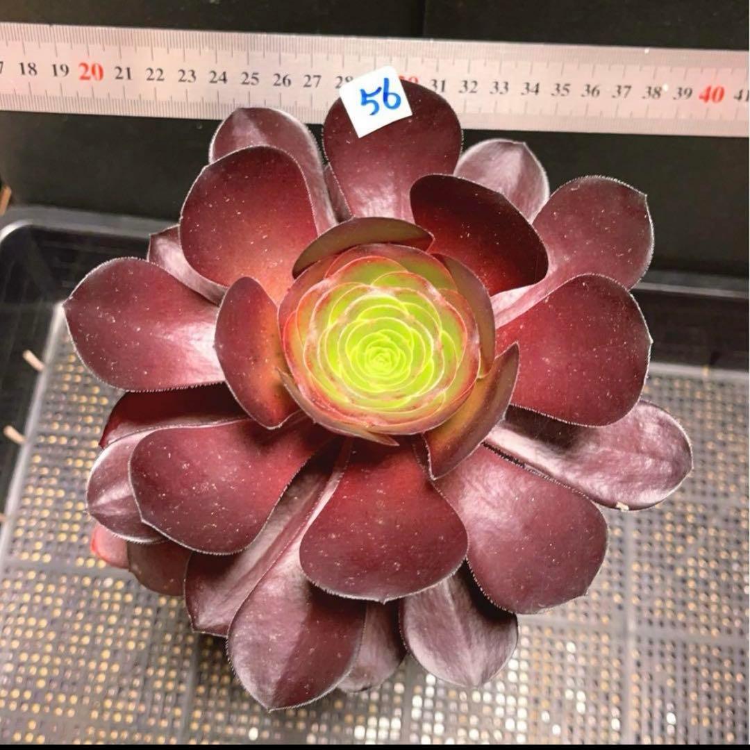 56 #多肉植物アエオニウム❤️ ブードゥー❤️1頭17cm拨き苗