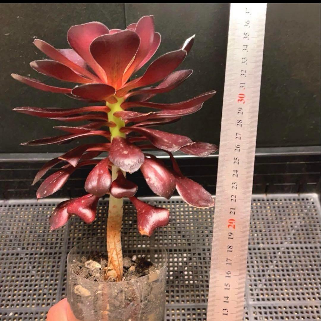 56 #多肉植物アエオニウム❤️ ブードゥー❤️1頭17cm拨き苗