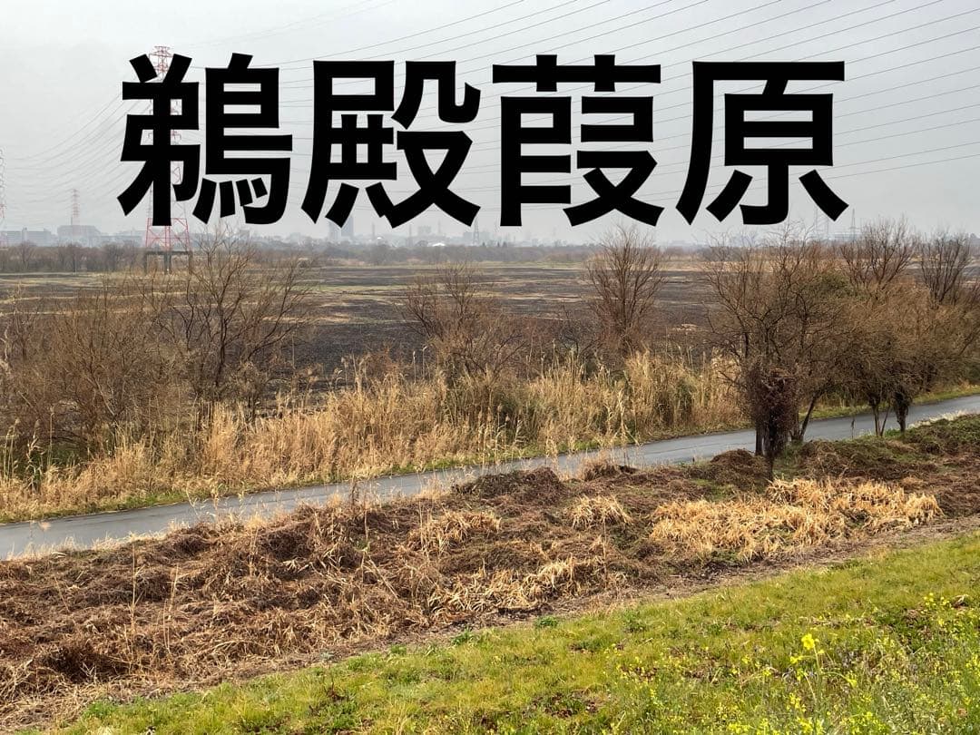 篳篥用リード 《極み》※即戦力