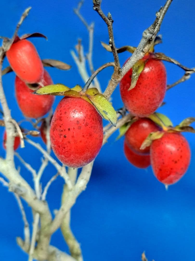 老爺柿 (仮名：紅太公)雌の木 ロウヤガキ メス木 盆栽 (Y)