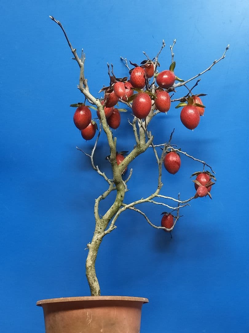 老爺柿 (仮名：紅太公)雌の木 ロウヤガキ メス木 盆栽 (Y)