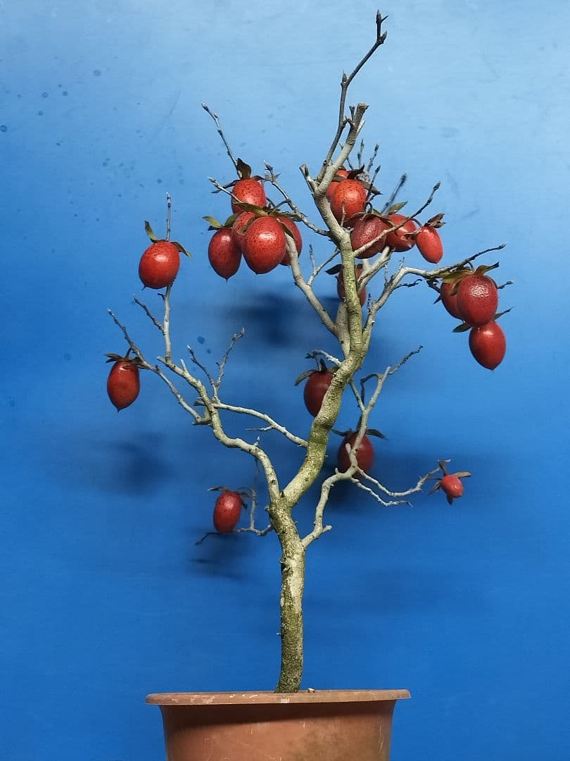 老爺柿 (仮名：紅太公)雌の木 ロウヤガキ メス木 盆栽 (Y)