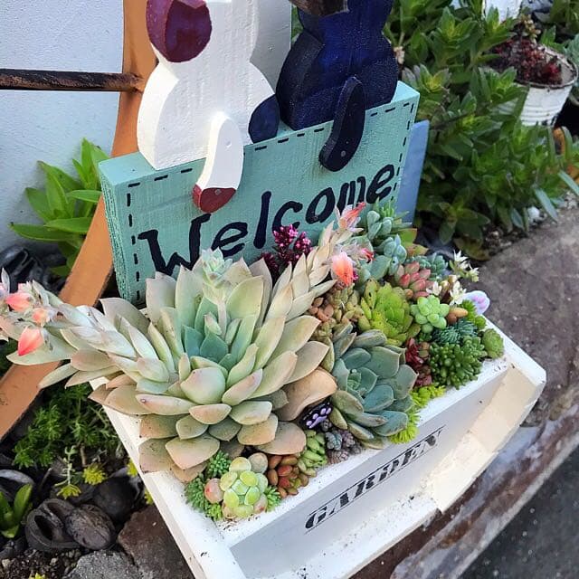 ★多肉植物　寄せ植え〜ねこちゃんの手作り水栓プランター〜★