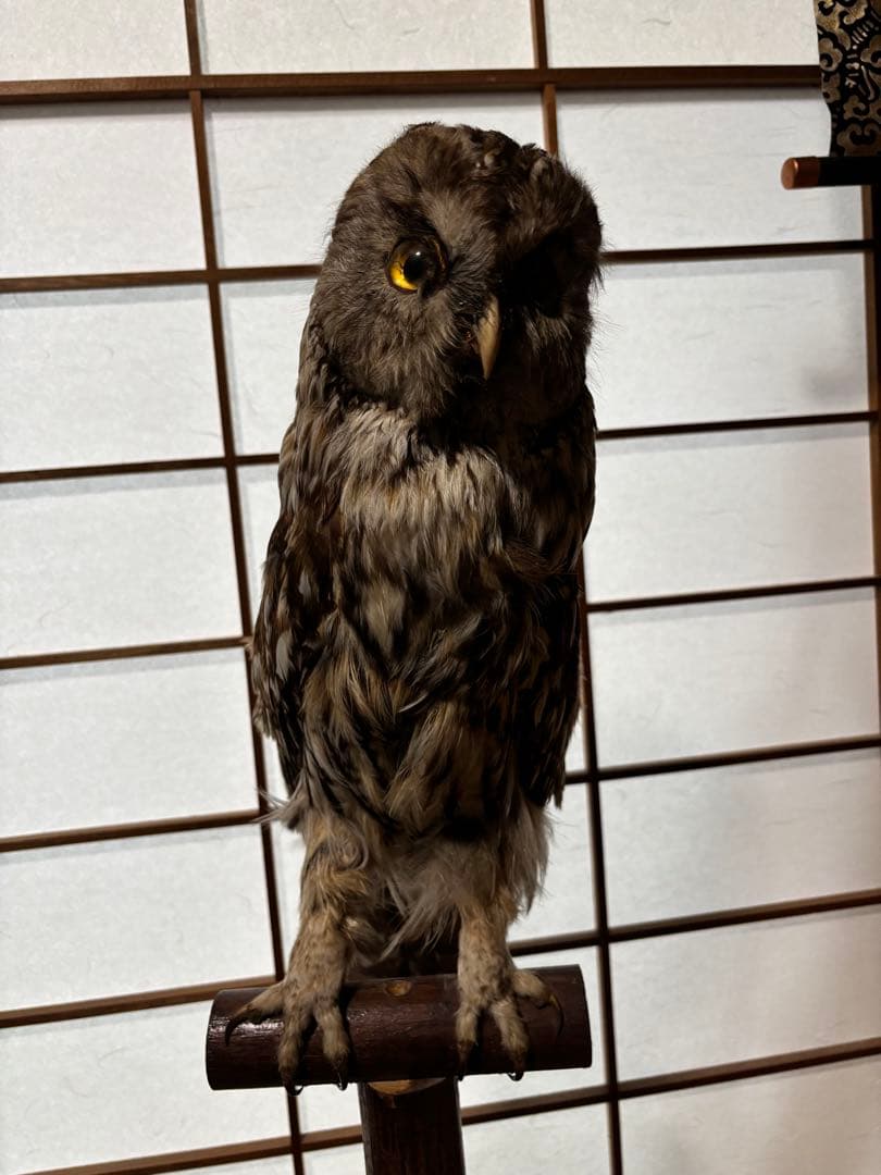 キンメフクロウの置物 木製スタンド付き 約40cm