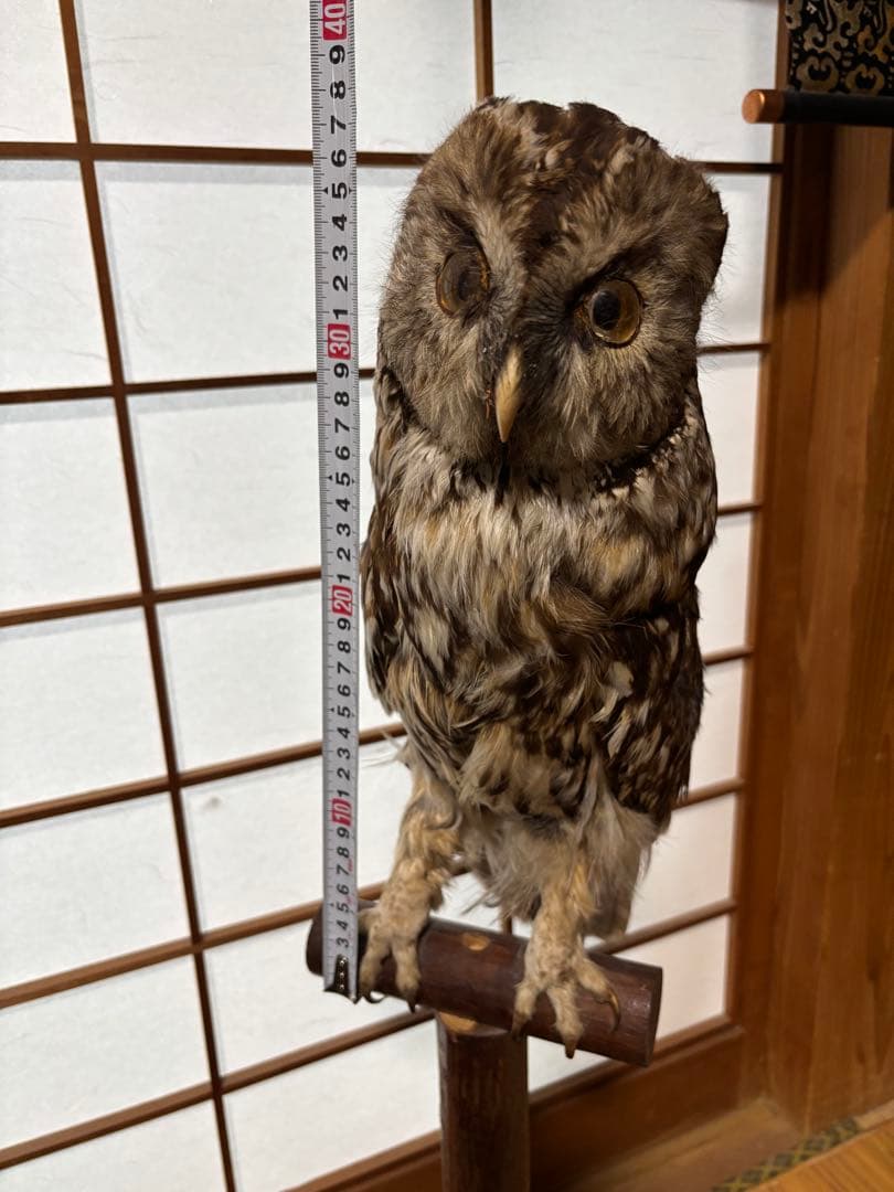 キンメフクロウの置物 木製スタンド付き 約40cm
