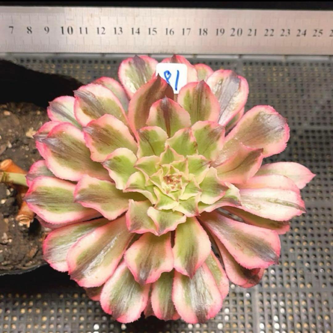 81#多肉植物アエオニウム錦❤️ 皺葉仙墨 ❤️1大頭1小頭14cm 拔き苗