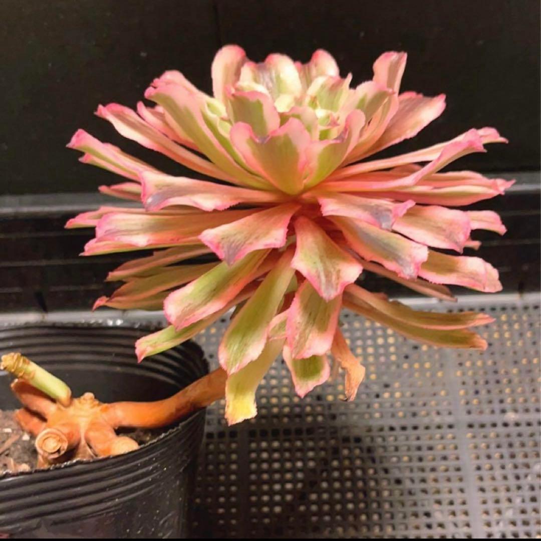81#多肉植物アエオニウム錦❤️ 皺葉仙墨 ❤️1大頭1小頭14cm 拔き苗