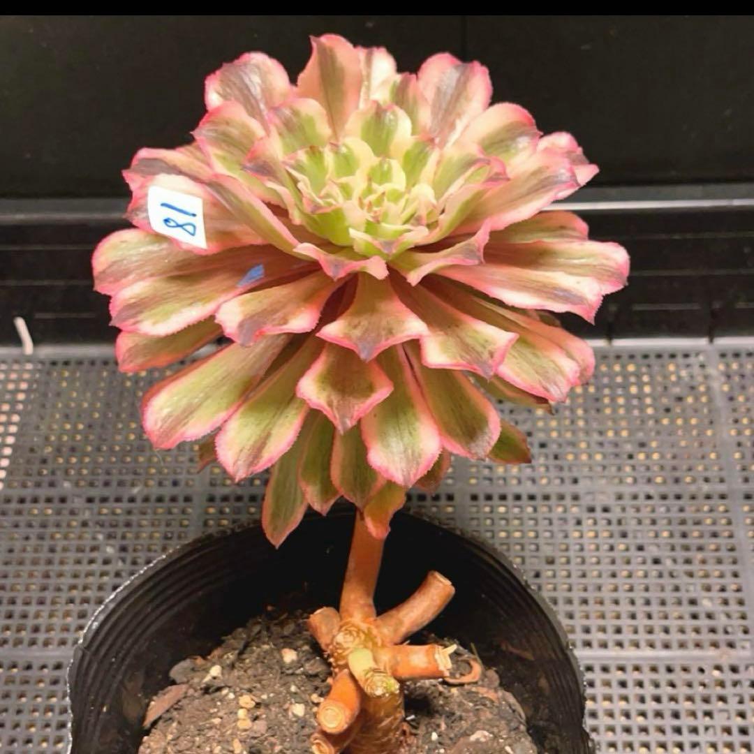 81#多肉植物アエオニウム錦❤️ 皺葉仙墨 ❤️1大頭1小頭14cm 拔き苗