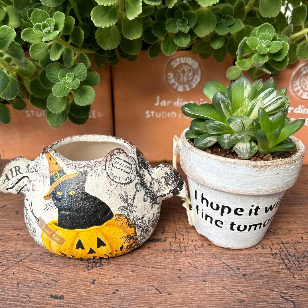 ご購入済み　リメイク鉢　ハロウィン　コウモリ鉢　 黒猫とジャック.オ.ランタン