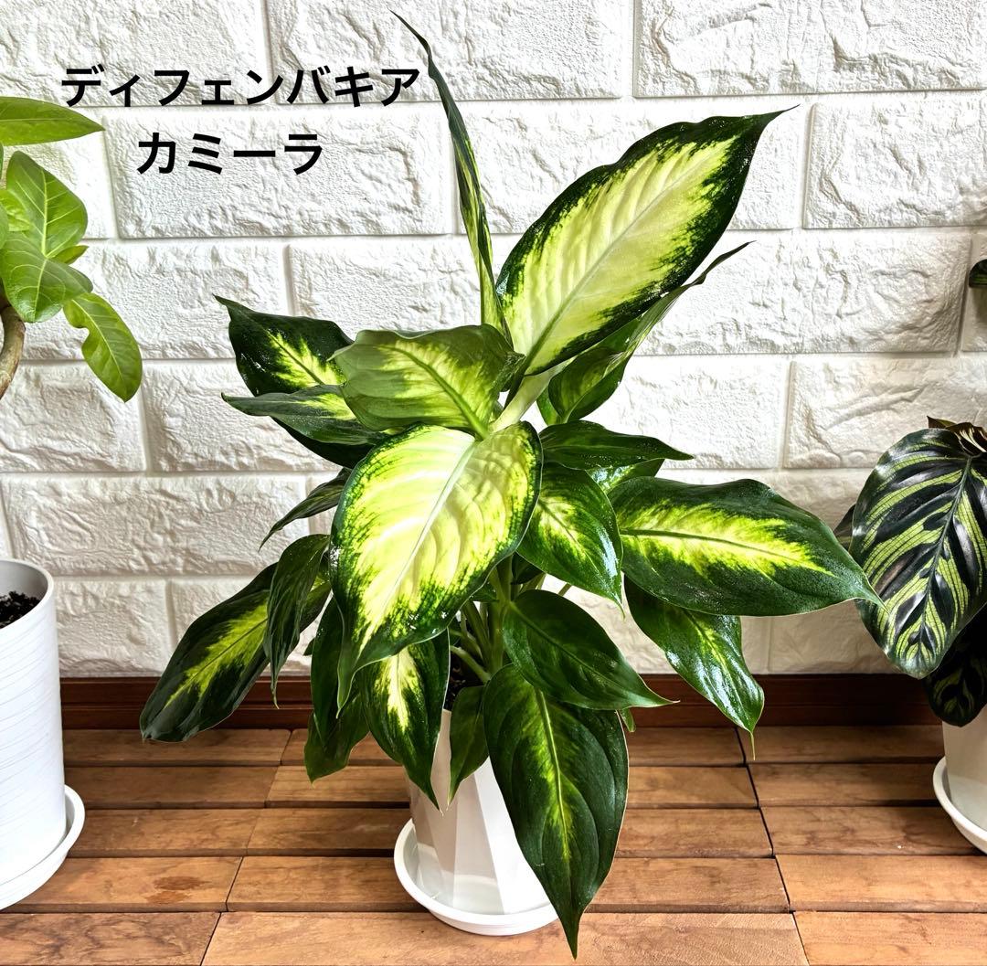 ヒロ様 リクエスト 3点 まとめ商品