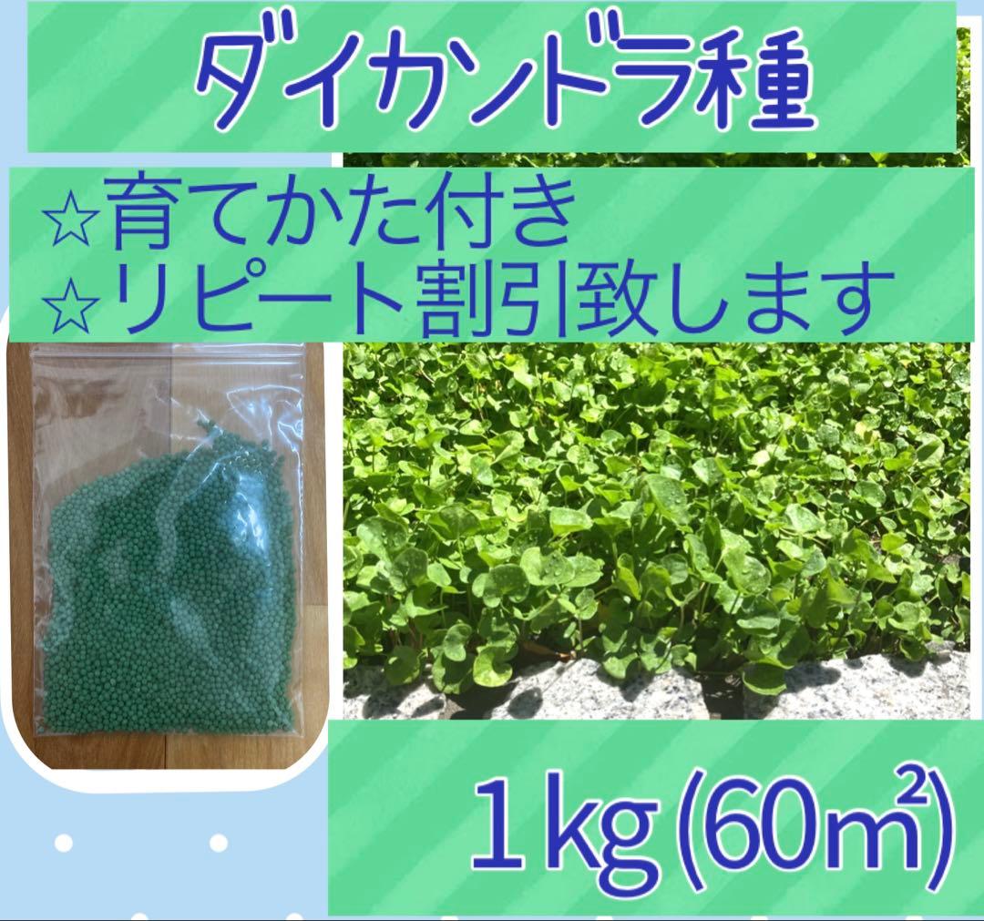 ダイカンドラ種子1kg グランドカバーに！【育て方つき＆リピート割引あり⭐︎】