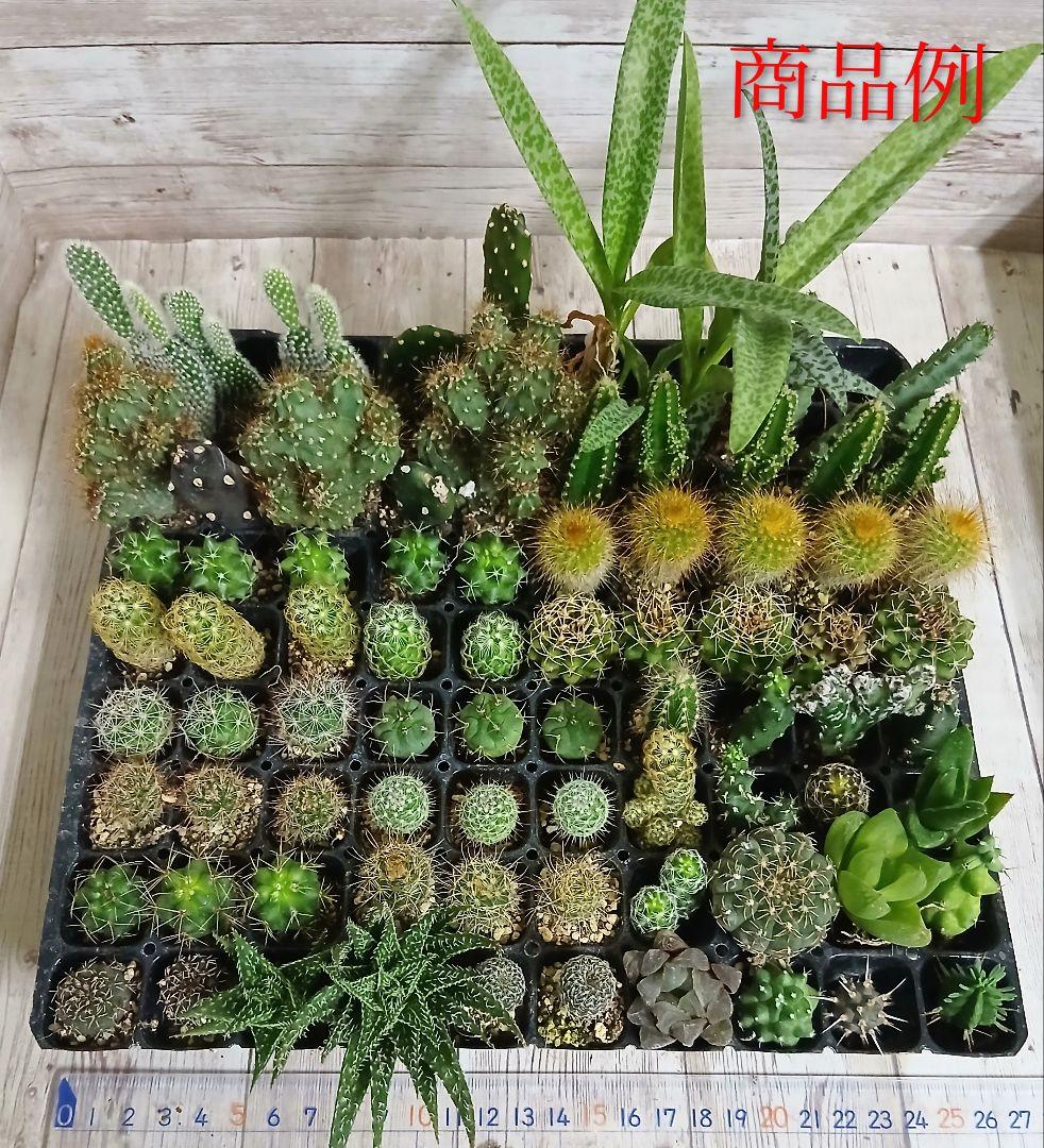 多肉植物　ミニサボテン　抜き苗　おまかせ　100個　※発送 1/6以降
