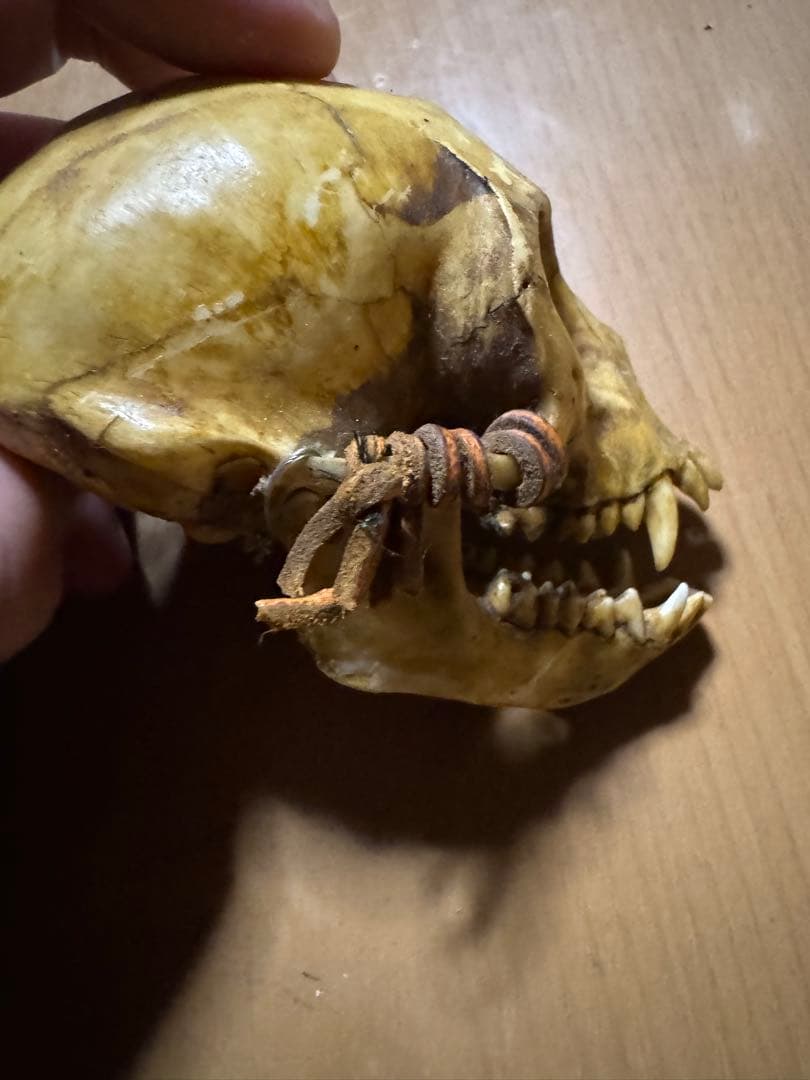 猿　頭蓋骨