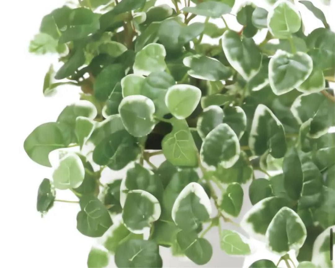 光触媒　人工観葉植物　ウォールグリーン　フェイクグリーン　プミラ