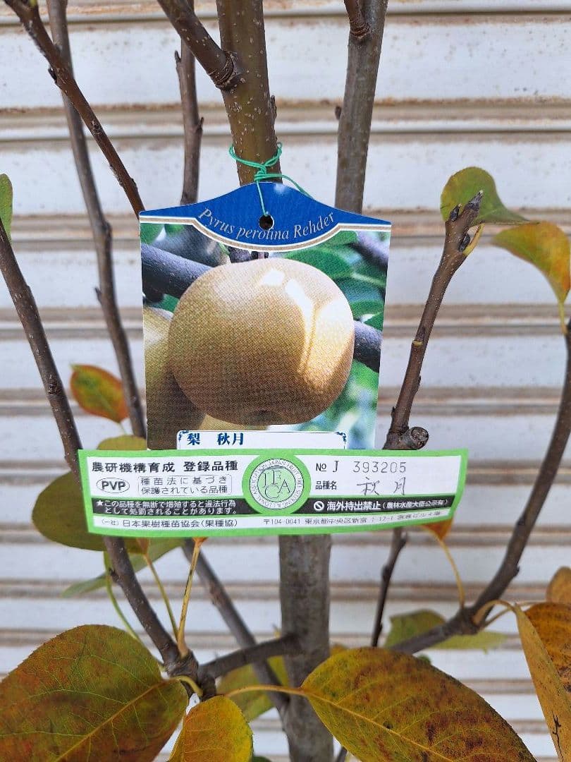 ナシ苗木　【秋月】　PVP登録品種