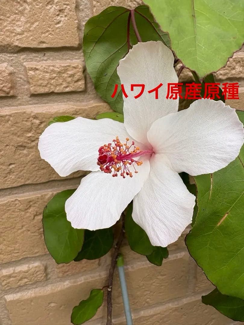 はな様 リクエスト 4点 まとめ商品
