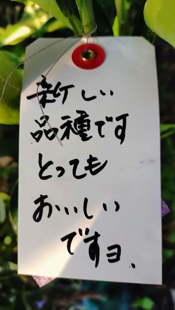 濃厚クリーミーな甘味！幻のミカン苗木津之輝 3年生 登録品種！