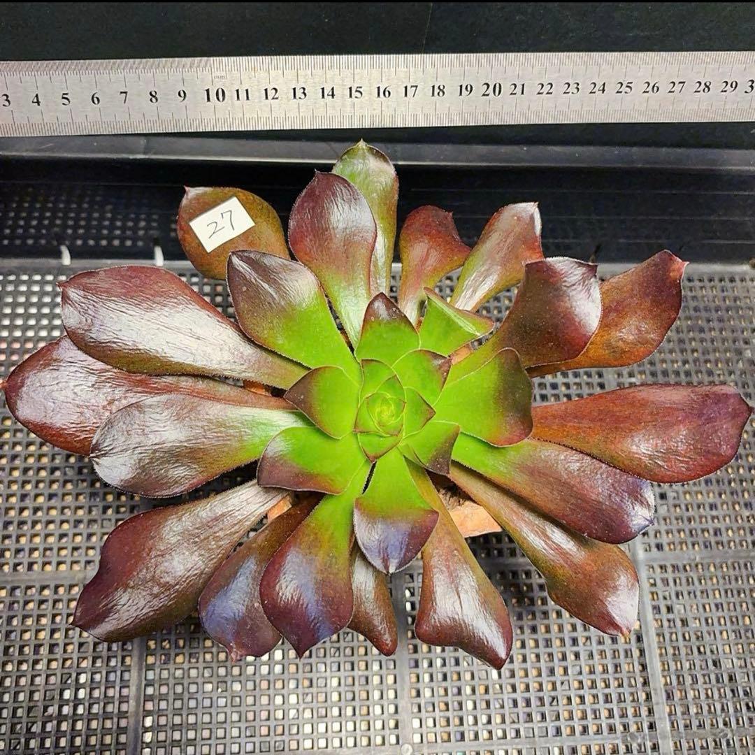 27#多肉植物アエオニウム❤️ レッドグラスローズ ❤️1大頭24cmカット苗