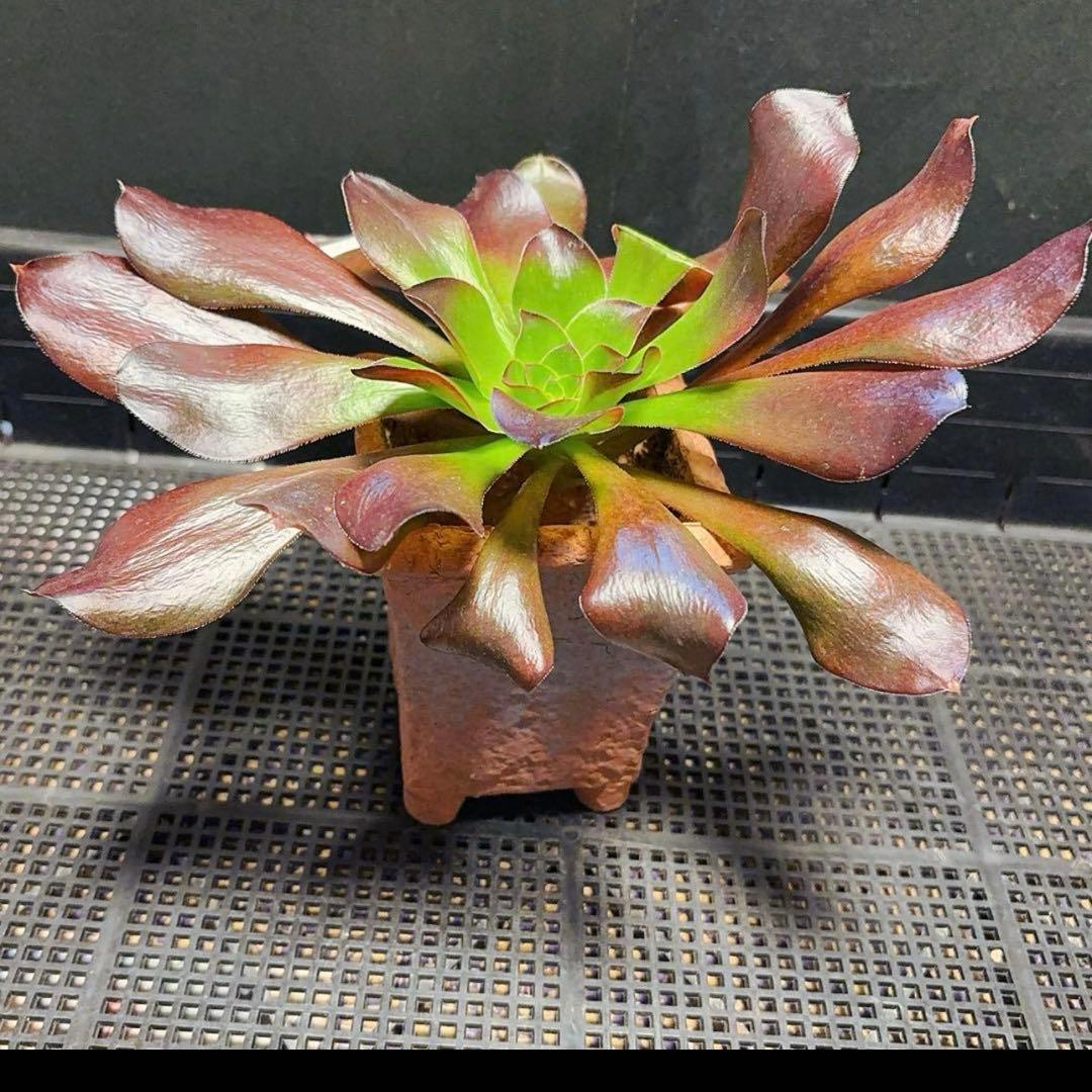 27#多肉植物アエオニウム❤️ レッドグラスローズ ❤️1大頭24cmカット苗