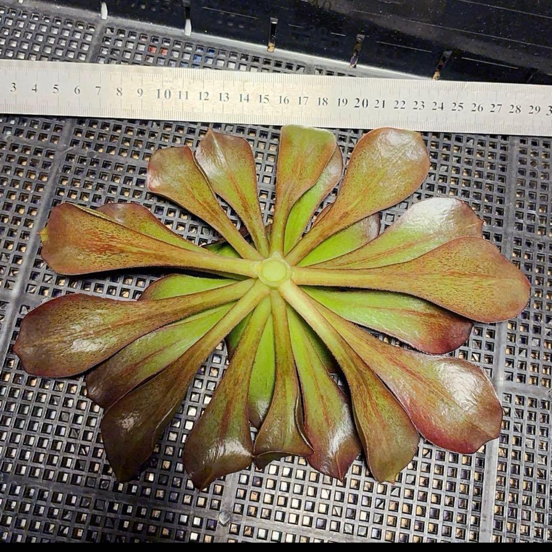27#多肉植物アエオニウム❤️ レッドグラスローズ ❤️1大頭24cmカット苗