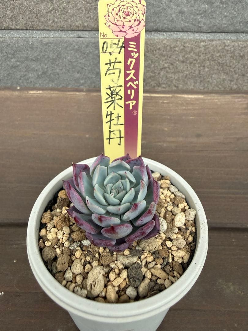 ☆芍薬牡丹☆札付き　ポットごと ミックスベリア　054 おらいさん苗