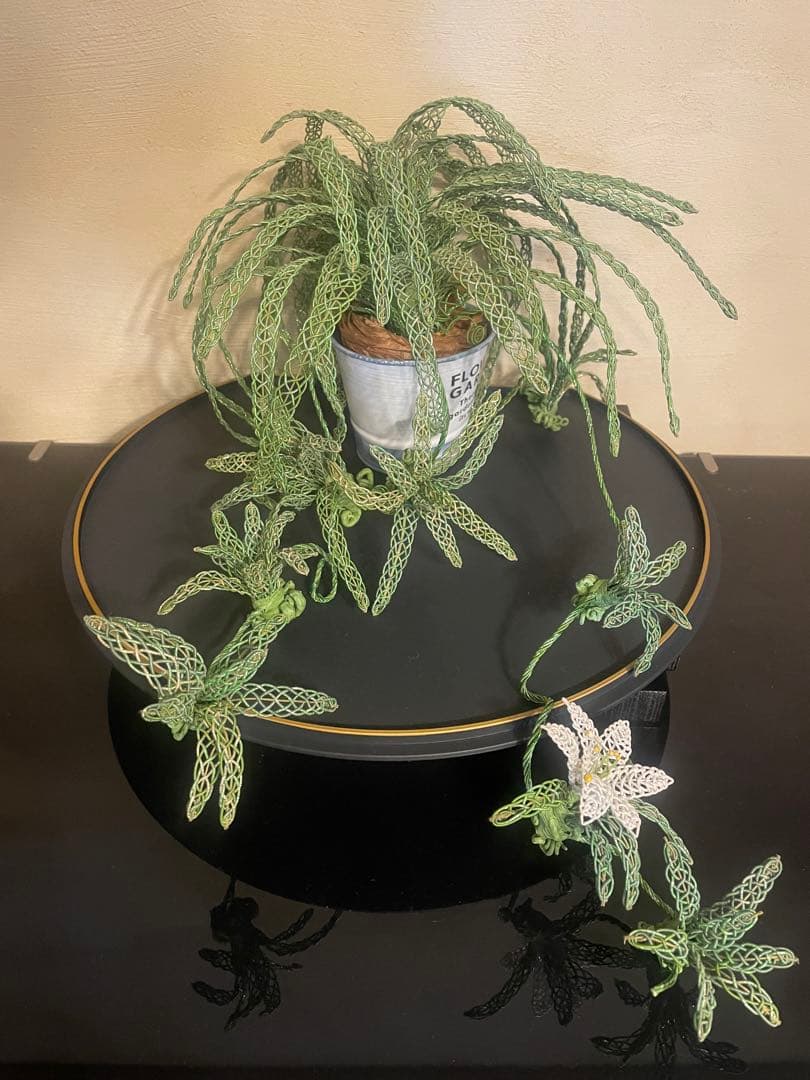 作品紹介　　【観葉植物　オリヅルラン￼】