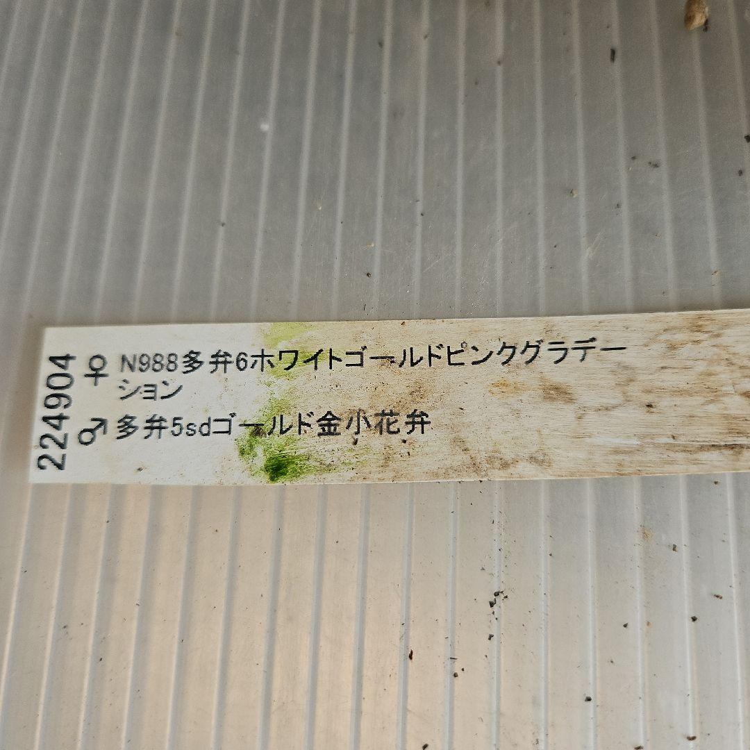 ㉖-292クリスマスローズ