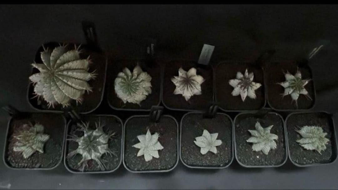 ユーフォルビアホリダ ダルマzebra カキ子 特大サイズ