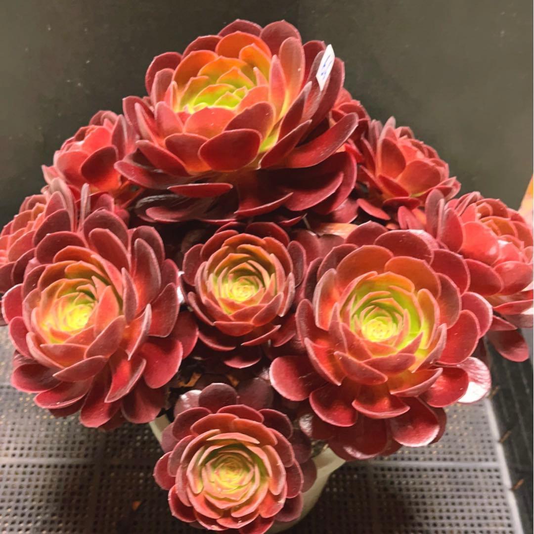 66#多肉植物アエオニウム❤️ 桃花石 ❤️12頭31cm拨き苗