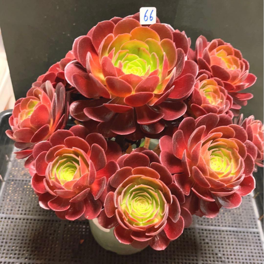 66#多肉植物アエオニウム❤️ 桃花石 ❤️12頭31cm拨き苗