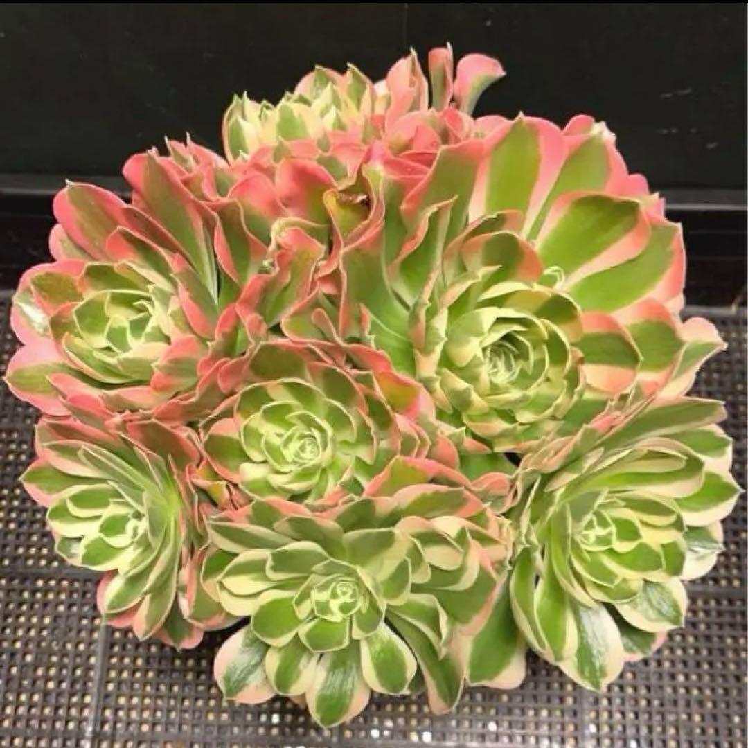 51#多肉植物❤️アエオニウム錦❤️ 白鳳錦 ❤️9頭25cm拔き苗