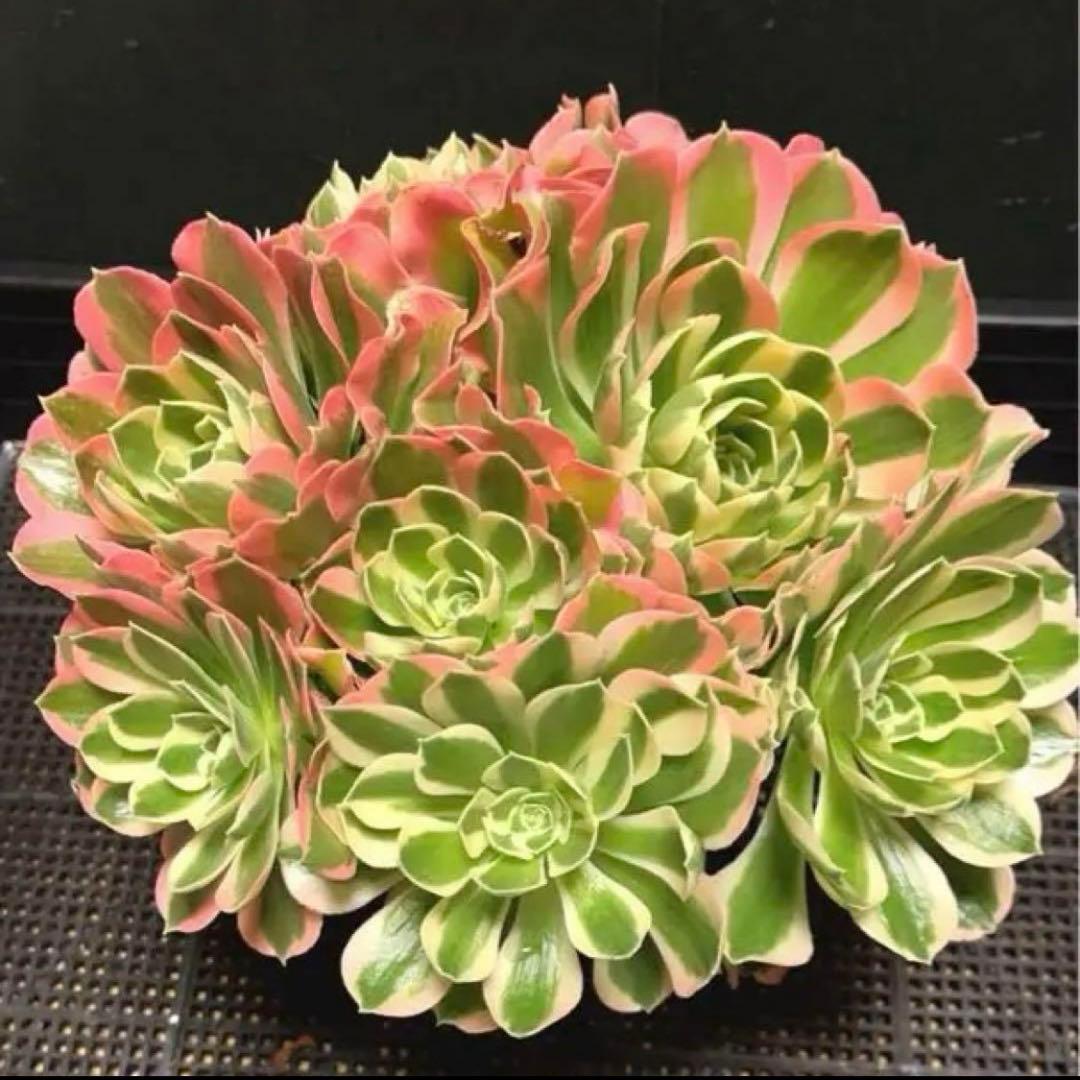 51#多肉植物❤️アエオニウム錦❤️ 白鳳錦 ❤️9頭25cm拔き苗