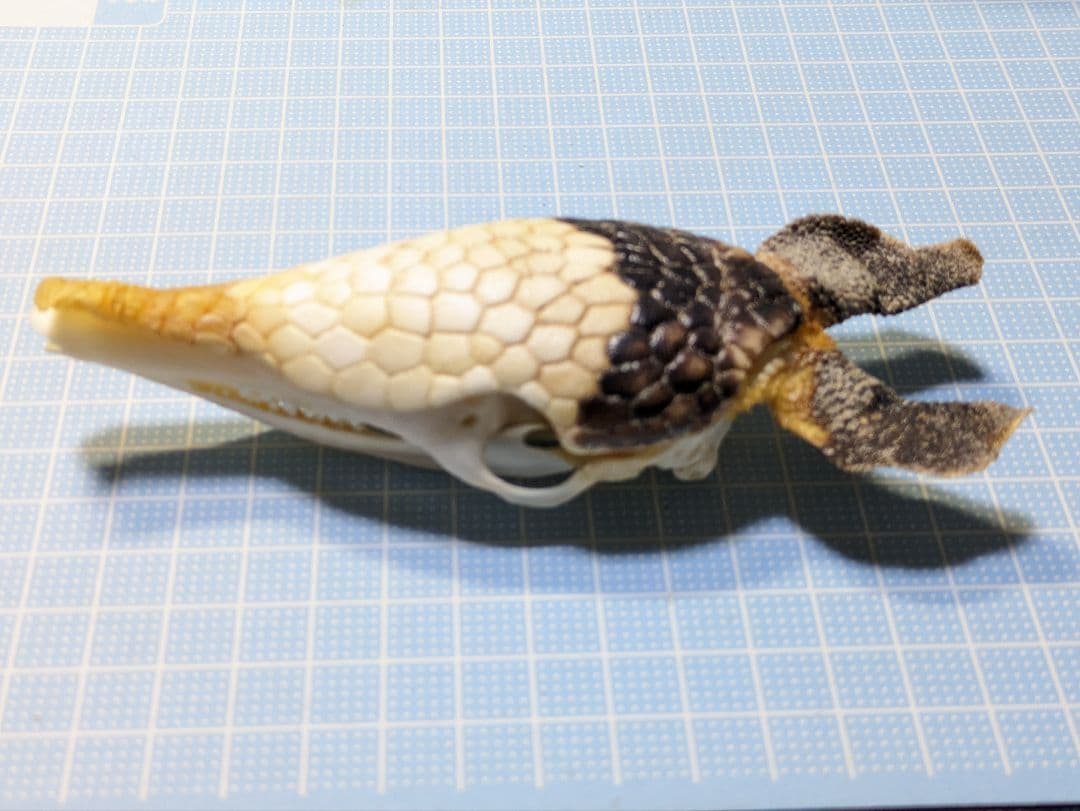 頭骨標本　ココノオビアルマジロ