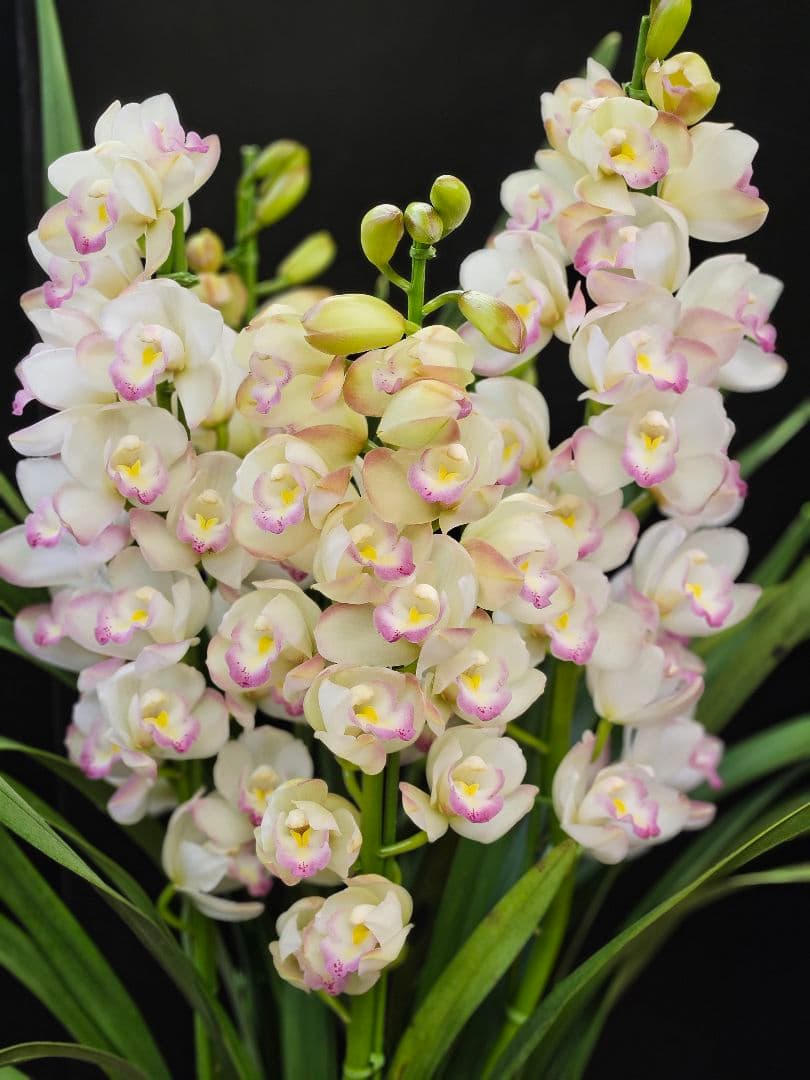 蘭鉢 シンピジュームプリンセスマサコ 6号鉢 5本立ち 蕾多数 極上品 写真現物