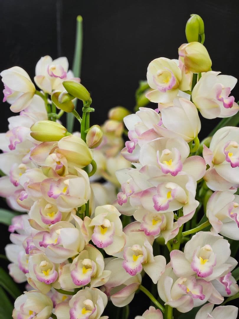 蘭鉢 シンピジュームプリンセスマサコ 6号鉢 5本立ち 蕾多数 極上品 写真現物