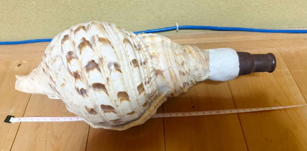 定*吉様 大型38㎝修験道法螺貝　密教　魔除け　山伏　熊よけ　ほら貝　ホラガイ