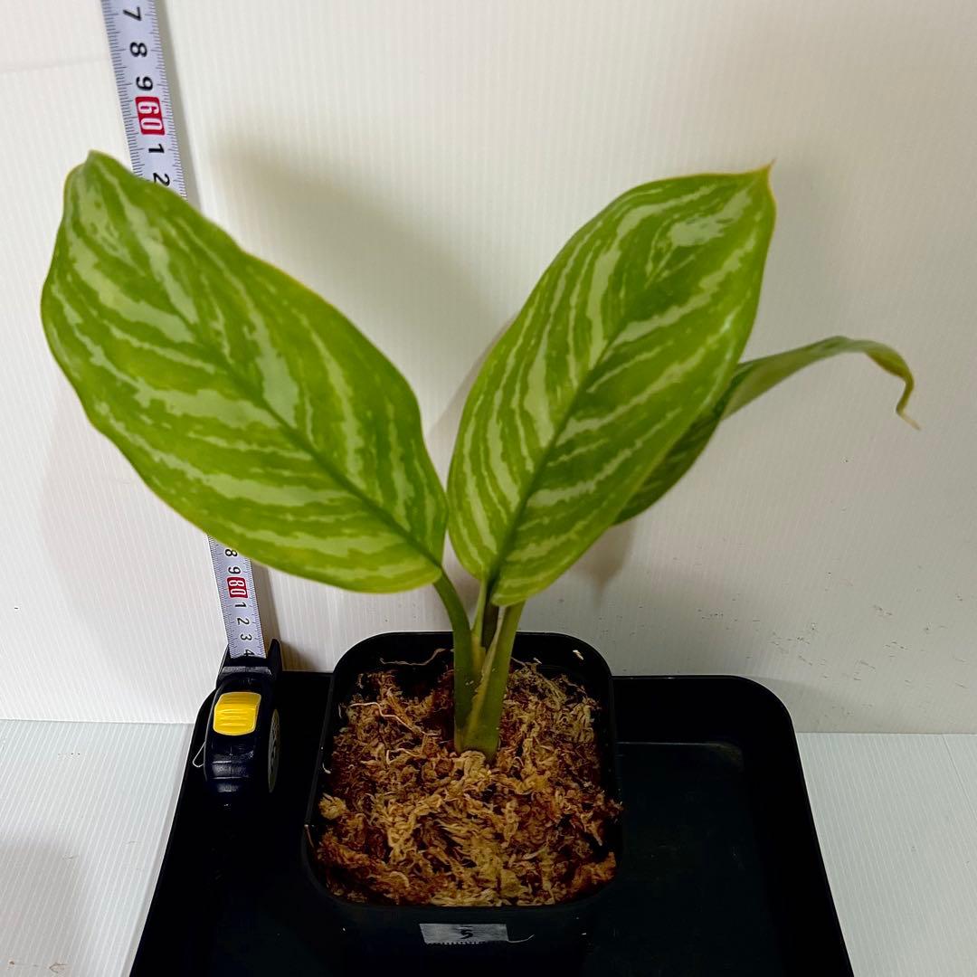 アグラオネマ ニティドゥム カーティシー 観葉植物 LEON レオン 5