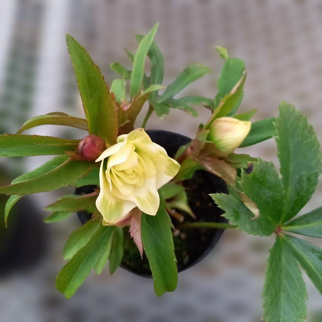 日曜日まで！可愛い小輪系♪カップ&星形クリスマスローズ4個セット、苗、開花株